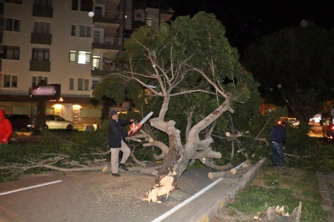 Antalya’da Şiddetli Rüzgar Ağaçları Kökünden Söktü