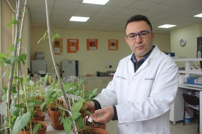 Sivas’ta Bilim Adamları Kuraklığa Dayanıklı Tohum Geliştiriyor