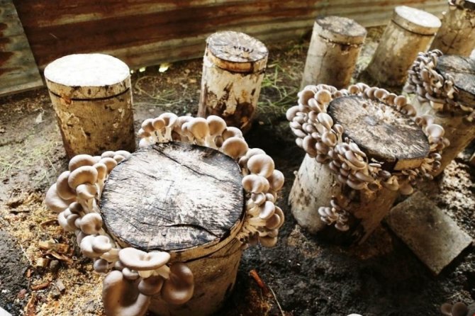 Artvin’de Kayın Mantarı Alternatif Geçim Kaynağı Oldu