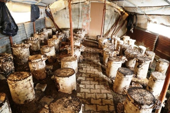 Artvin’de Kayın Mantarı Alternatif Geçim Kaynağı Oldu