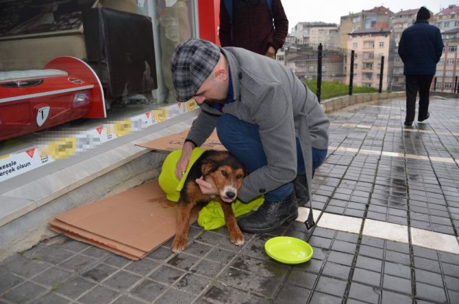 Üşüyen Köpek İçin Seferber Oldular