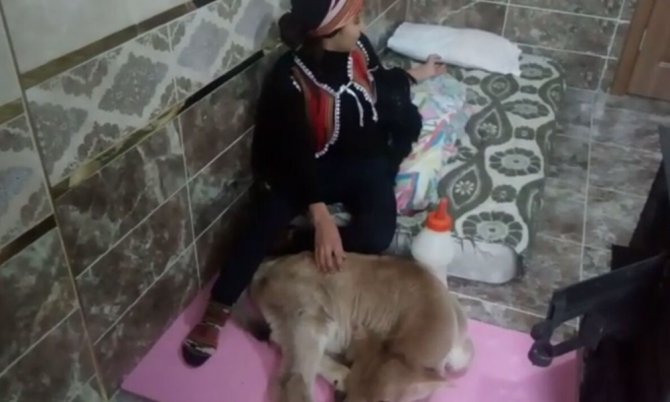 Buzağısı Sağlığına Kavuşan Hamdu Sena Mutluluğunu Babasının Çektiği Video İle Paylaştı