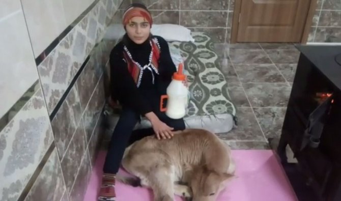 Buzağısı Sağlığına Kavuşan Hamdu Sena Mutluluğunu Babasının Çektiği Video İle Paylaştı