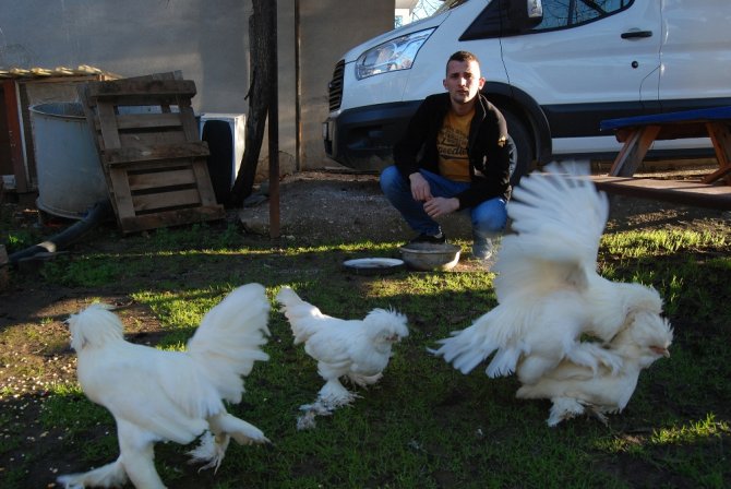 Bu Tavukların Tanesi 2 Bin, Yumurtası 40 Lira