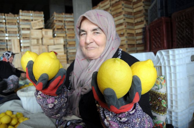 Limon Değerleneceği Güne Kadar ’Yatağa’ Giriyor