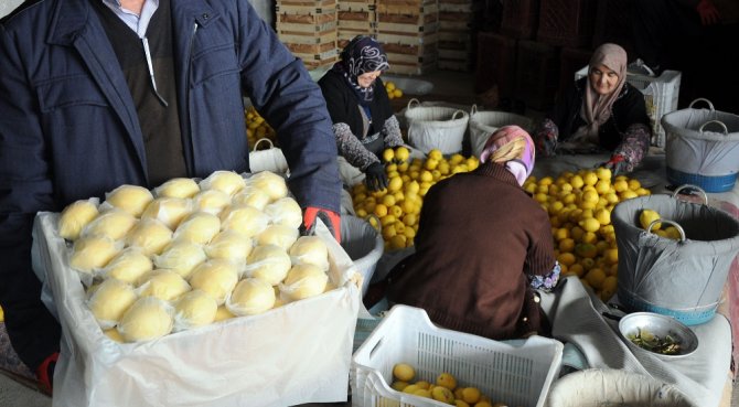 Limon Değerleneceği Güne Kadar ’Yatağa’ Giriyor
