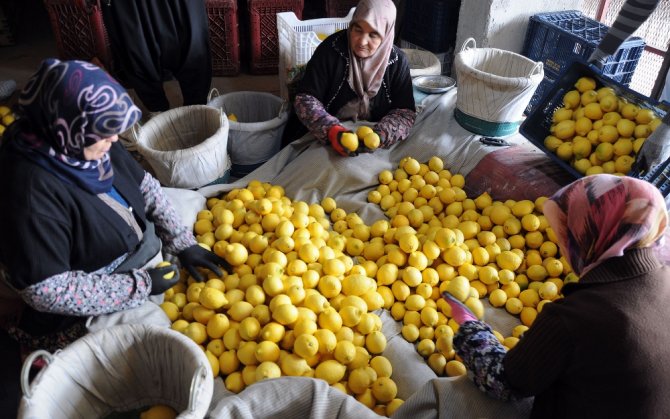 Limon Değerleneceği Güne Kadar ’Yatağa’ Giriyor