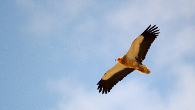 Soyu Tükenme Tehlikesindeki "Küçük Akbaba" Karaman’da
