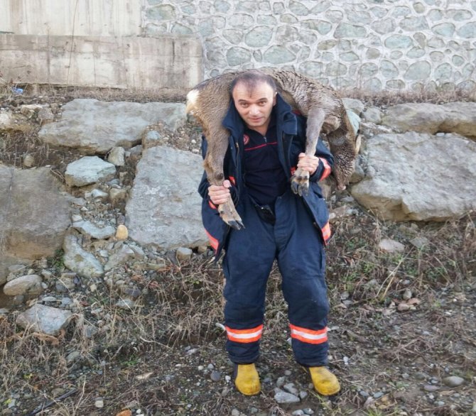 Derede Mahsur Kalan Karacaları Kurtardılar