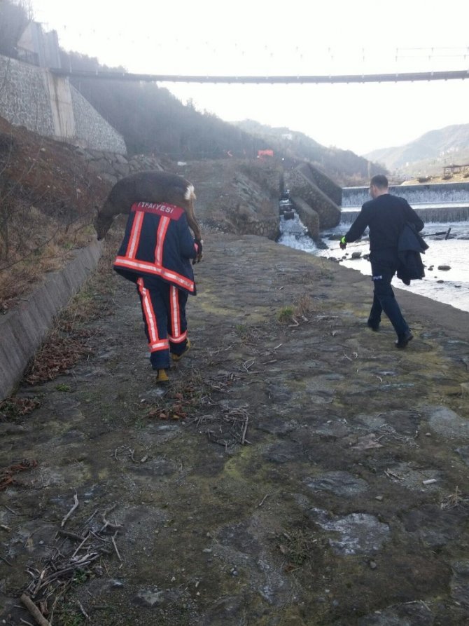 Derelerde Mahsur Kalan Karacalar İçin Seferber Oldular