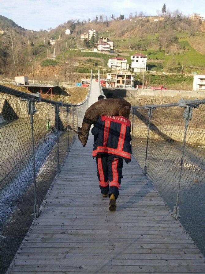 Derelerde Mahsur Kalan Karacalar İçin Seferber Oldular