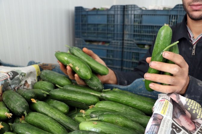 Zam Şampiyonu Salatalık Mersin’de 1 Lira İstanbul’da 8 Lira