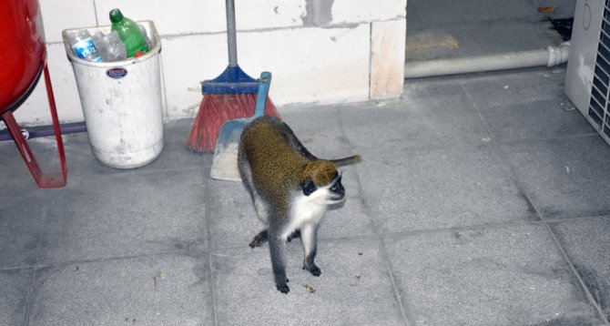 Hırsız, Maymun Çıktı