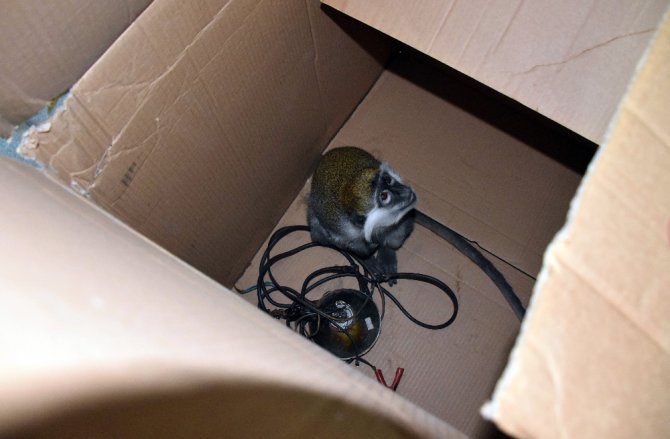 Hırsız, Maymun Çıktı