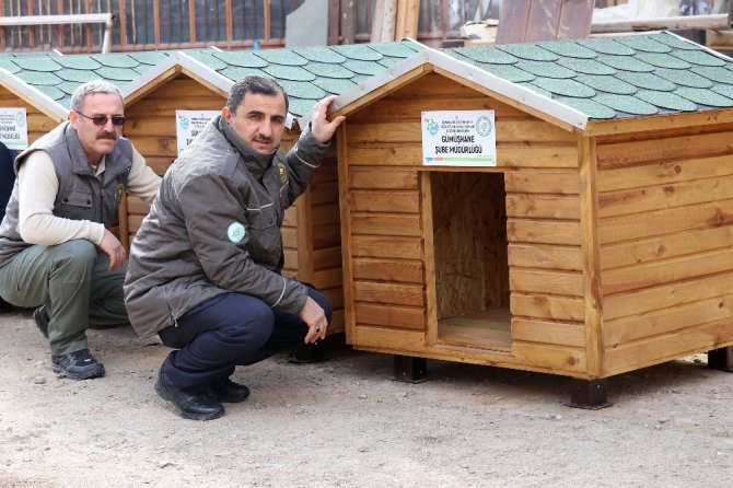 Gümüşhane’de Sokak Hayvanlarına Beş Yıldızlı Kulübe Yapıldı