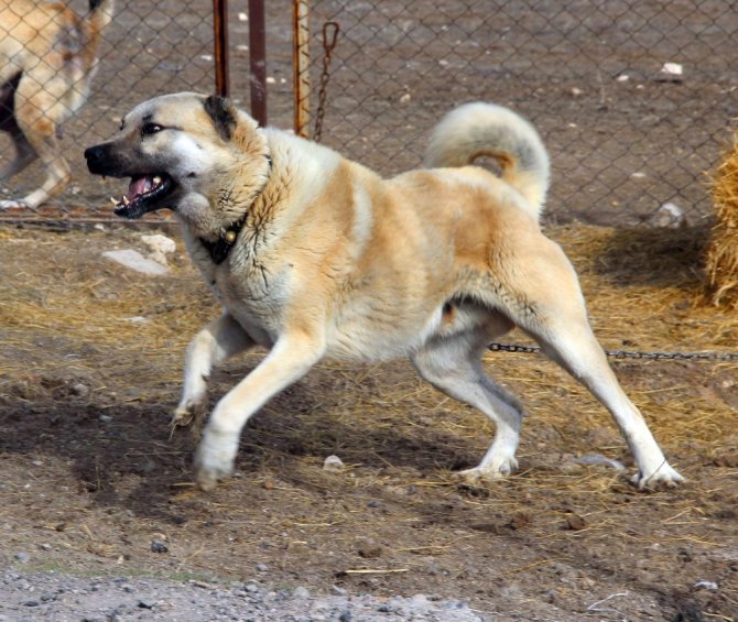 Kangal Köpekleri Zeytin Dalı Harekatına Hazır