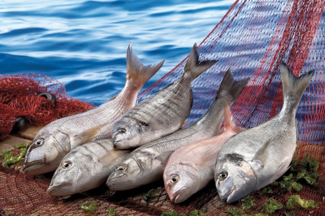 Balıkçılık Sektörü 1 Milyar Dolar İhracata Koşuyor