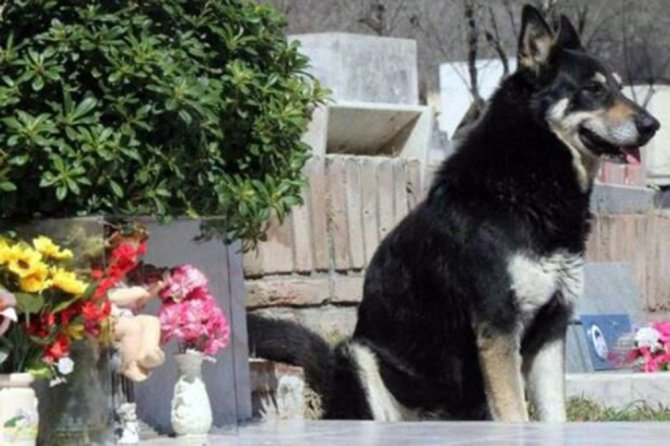 11 Yıl Boyunca Sahibinin Mezarı Başında Bekliyor