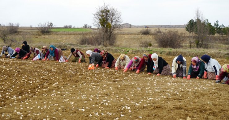 Atama Bekleyen Öğretmen, Sarımsak Tarlasında