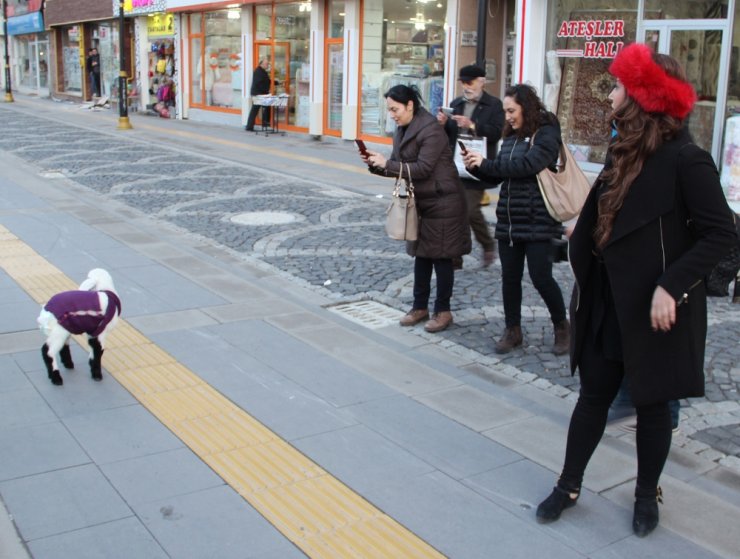 Kuzuyu Evinde ’Bebek’ Gibi Besliyor