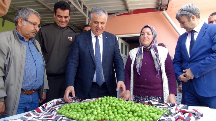 Yılın İlk Erik Hasadı Yapıldı