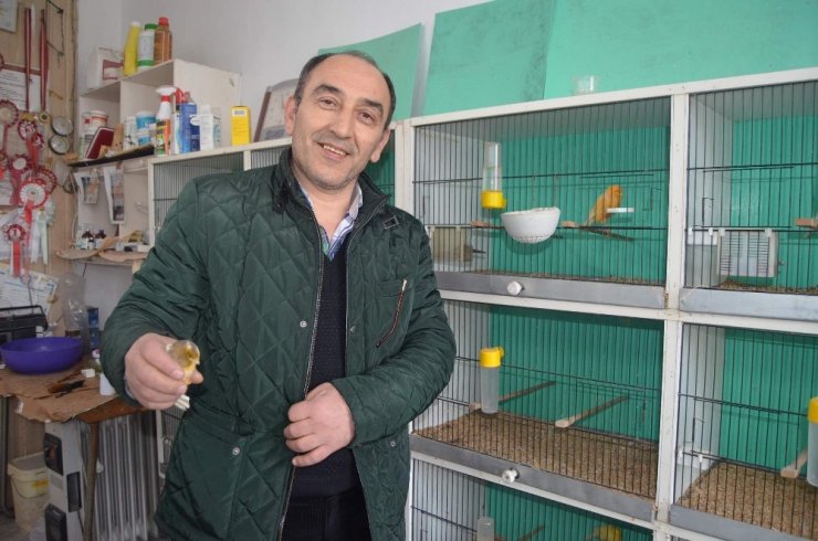 Hobi İçin 3 Katlı Tarihi Evde Muhabbet Kuşu Besliyor