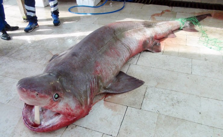 Mersin’de 400 Kiloluk Köpek Balığı Yakalandı
