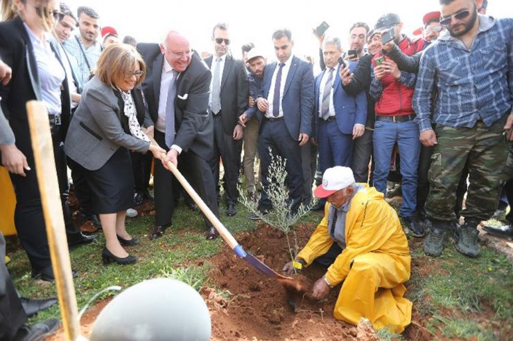 Türkiye’nin İlk Zeytin Ormanı Kuruldu