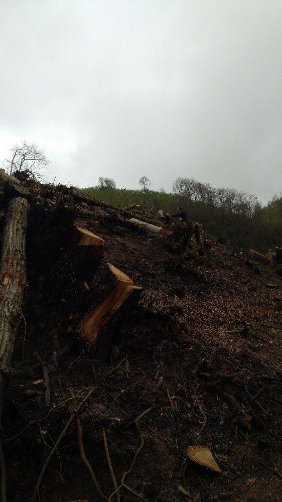 Giresun’daki Orman Yangınlarında 7 Hektar Alan Zarar Gördü