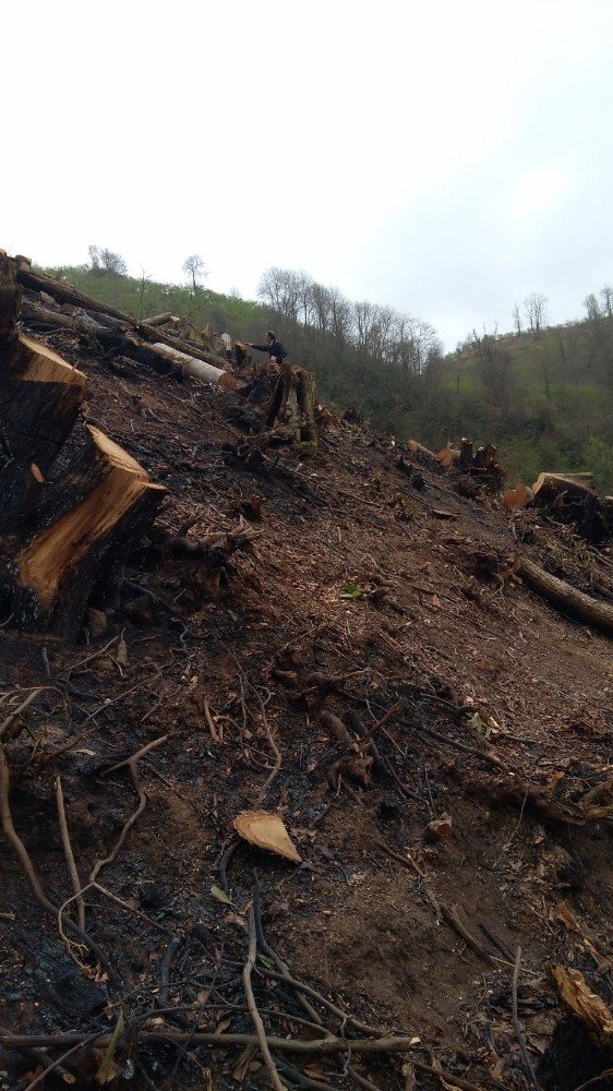 Giresun’daki Orman Yangınlarında 7 Hektar Alan Zarar Gördü