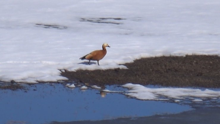 İşte "Angut" Kuşları