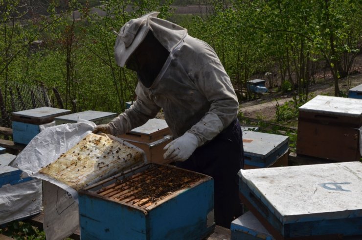 Cumhurbaşkanı’nın Sözünü Dinledi, Bal Kralı Oldu