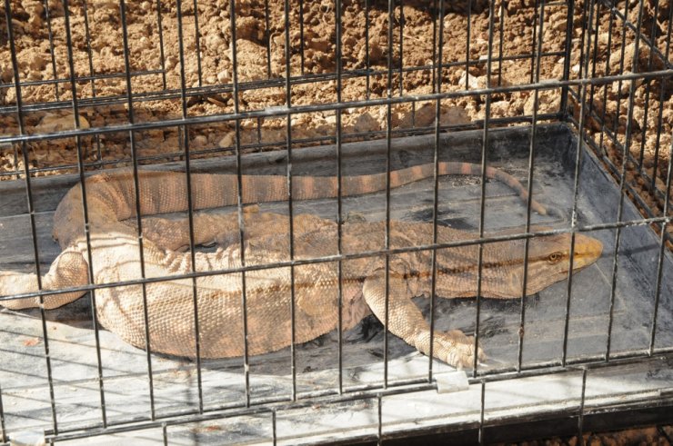 Şırnak’ta Çöl Varanı Bulundu