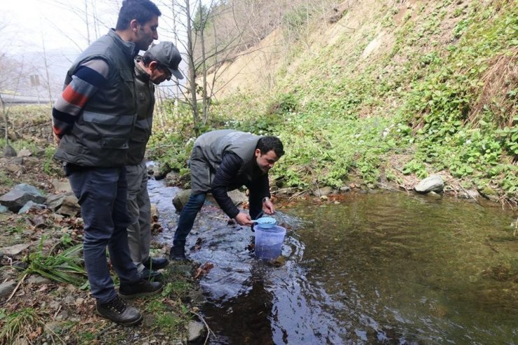 80 Bin Yavru Alabalık Dereye Salındı