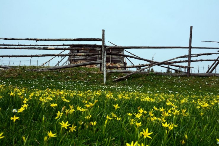 Karadeniz Yaylalarında Bahar Güzelliği