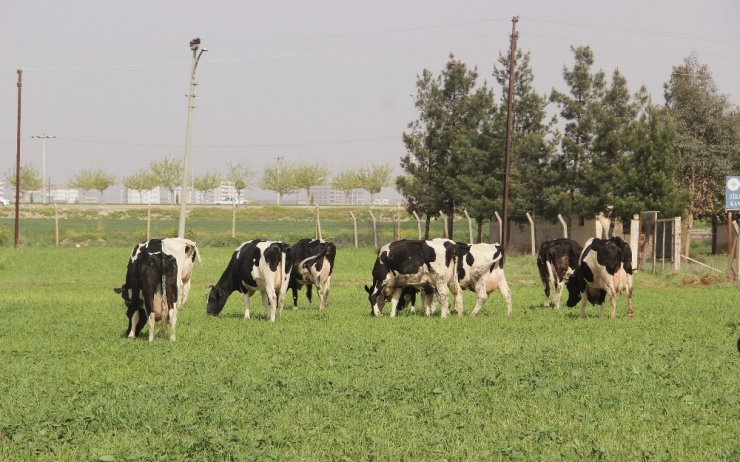 Yeni Yem Uygulaması, Et Fiyatlarını Düşürecek