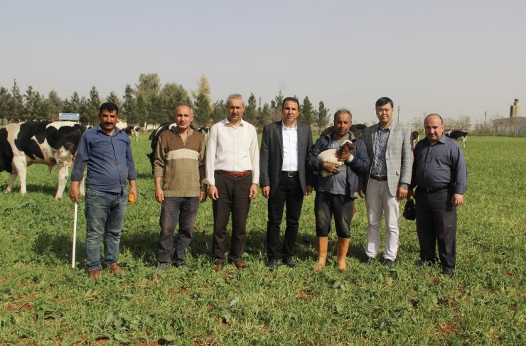 Yeni Yem Uygulaması, Et Fiyatlarını Düşürecek