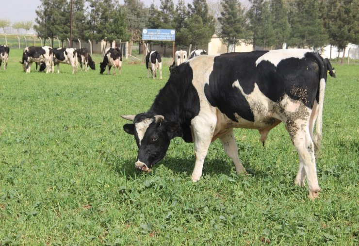 Yeni Yem Uygulaması, Et Fiyatlarını Düşürecek