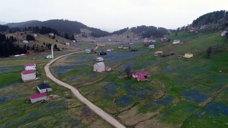 Kadıralak Yaylası Mor Elbisesini Giydi