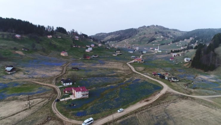 Kadıralak Yaylası Mor Elbisesini Giydi