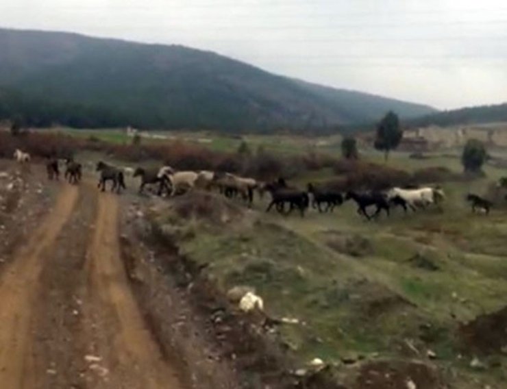 Yılkı Atları Böyle Görüntülendi