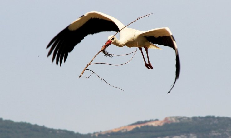 Muğla’da Leyleklerin Yuva Telaşı