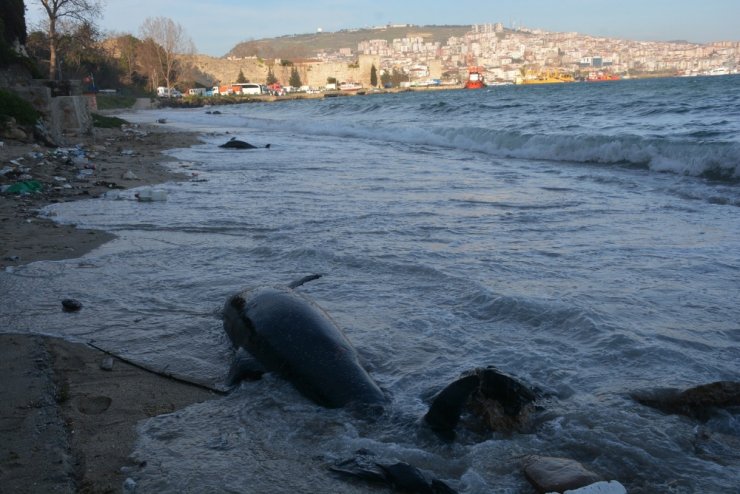 Sinop’ta Kıyıya Vuran Yunus Sayısı 32 Oldu
