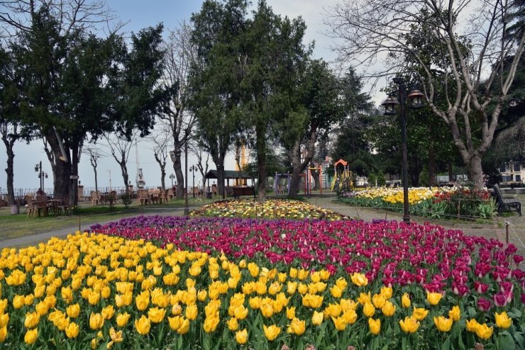 Giresun’da Lale Devri