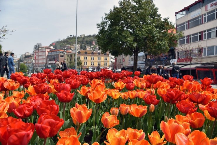 Giresun’da Lale Devri