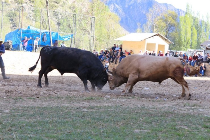 Artvin’de Boğalar Sezonun İlk Yarışı İçin Arenaya Çıktı
