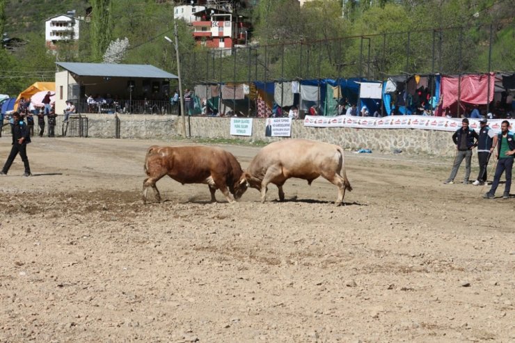 Artvin’de Boğalar Sezonun İlk Yarışı İçin Arenaya Çıktı
