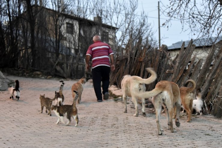 Emekli Maaşıyla 25 Kedi, 15 Köpek Besliyor
