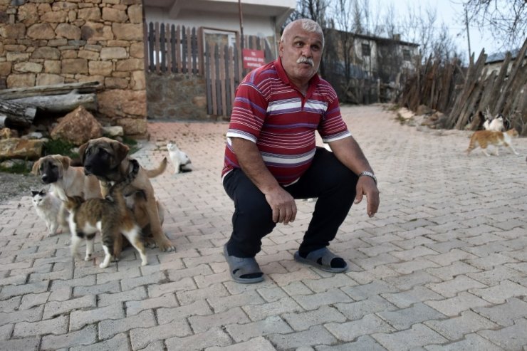 Emekli Maaşıyla 25 Kedi, 15 Köpek Besliyor