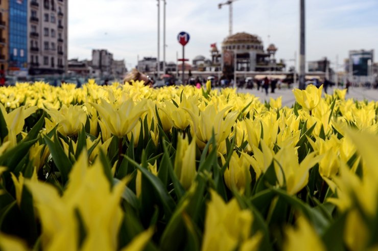 Taksim Meydanı’nda Lale Zamanı
